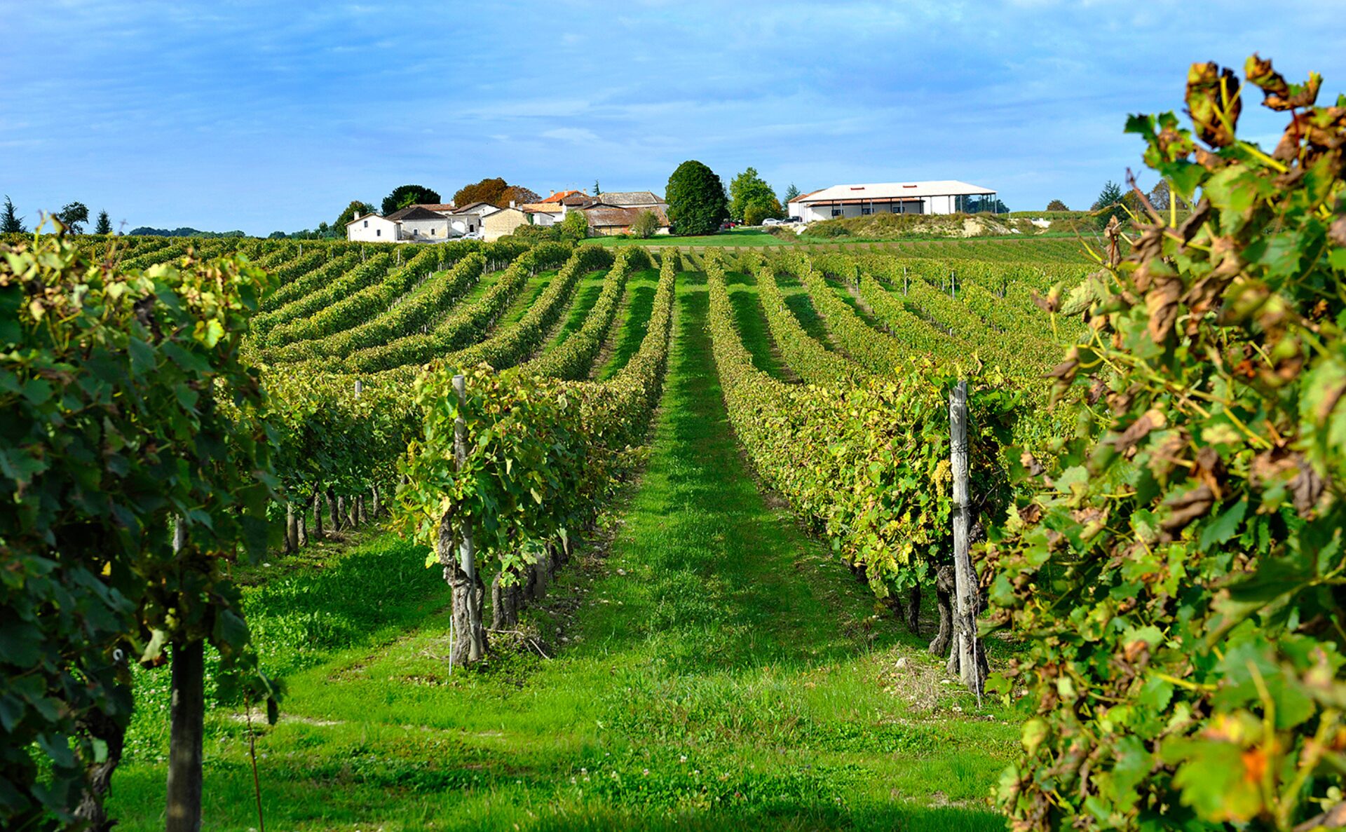 Vignes Angoulême